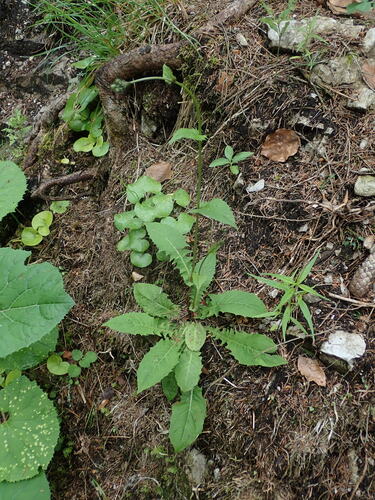 škarda močiarna (Crepis paludosa)