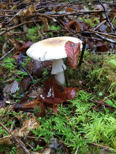 Amanita pantherinoides image