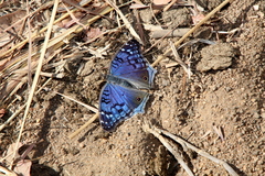Junonia rhadama