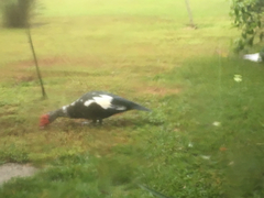 Cairina moschata domestica