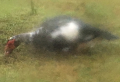 Cairina moschata domestica