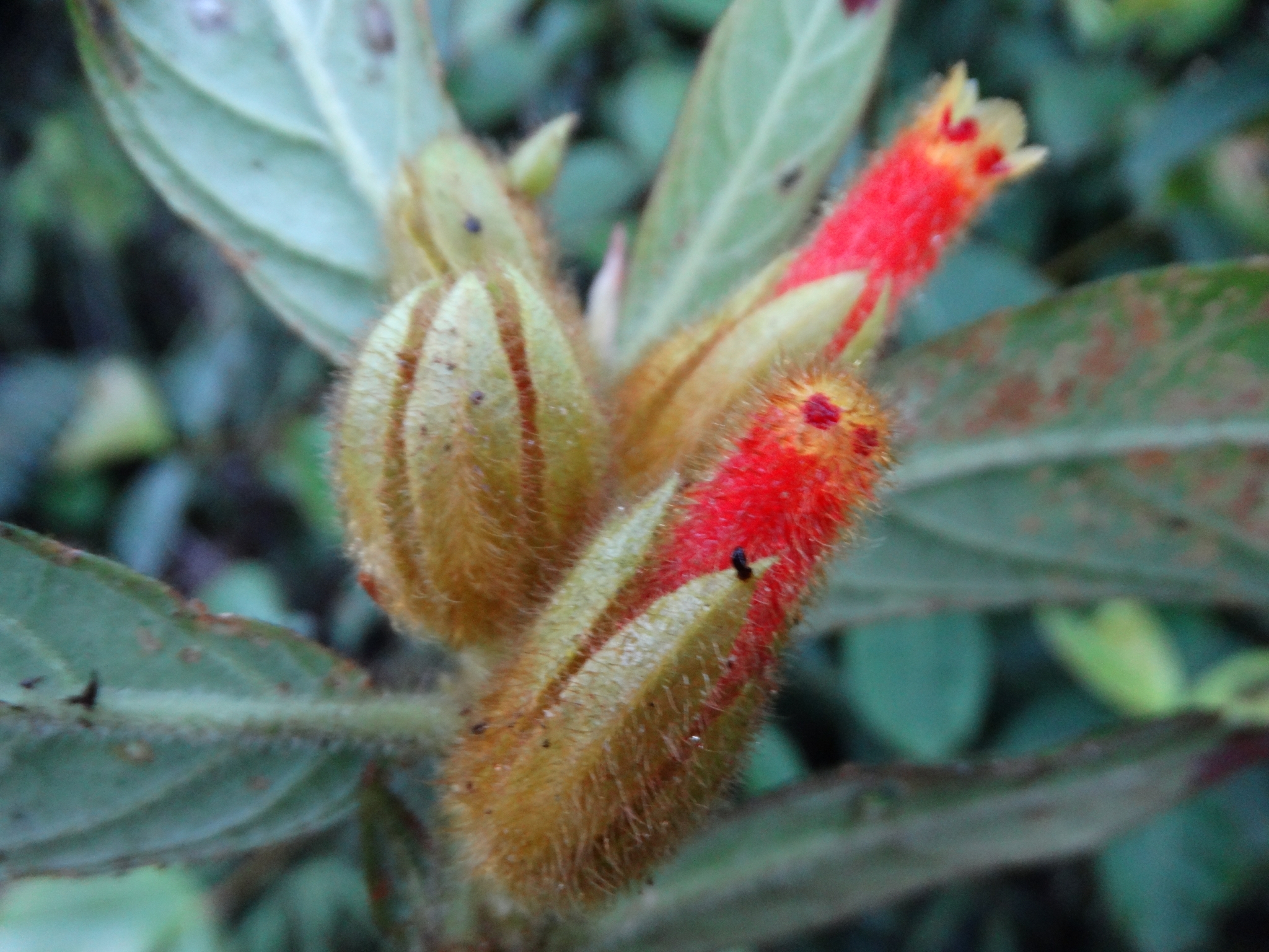 Columnea chrysotricha