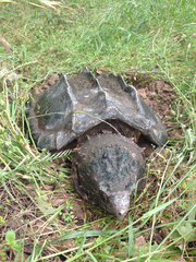 Macrochelys temminckii