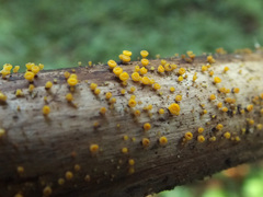 Hymenoscyphus calyculus