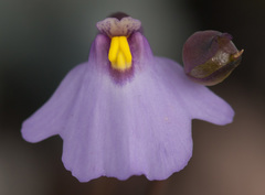 Utricularia barkeri
