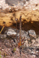 Drosera murfetii