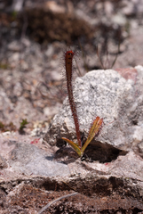 Drosera murfetii