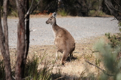Western Grey Kangaroo photo 4