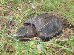 Macrochelys temminckii