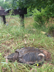 Macrochelys temminckii