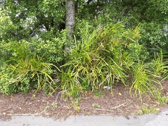 Carmichaelia williamsii