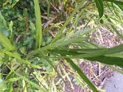 Carmichaelia williamsii