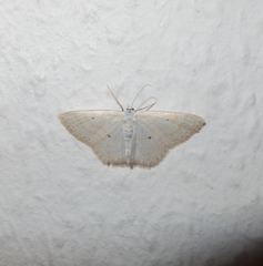 Scopula immutata