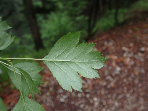 hloh krivokališný (Crataegus rhipidophylla)
