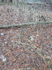 Vincetoxicum rossicum