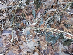 Vincetoxicum rossicum