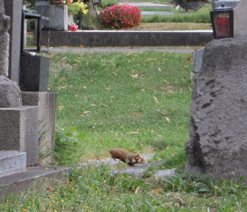 Cricetus cricetus