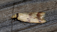 Heteroteucha anthodora