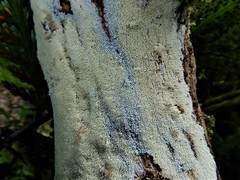 Dentipellicula leptodon