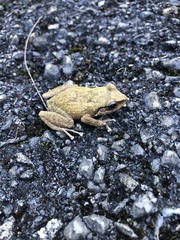 Eleutherodactylus portoricensis