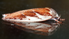 Euchaetis rhizobola
