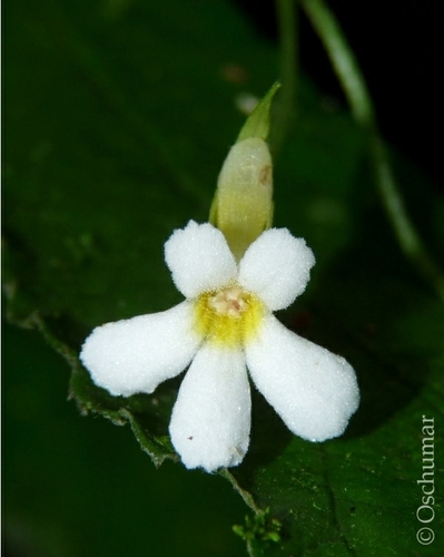 Reldia multiflora