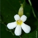 Reldia multiflora - Photo 由 Oscar Marín 所上傳的 (c) Oscar Marín，保留部份權利CC BY-SA