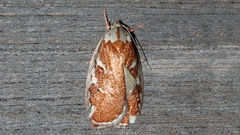 Euchaetis rhizobola