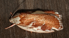 Euchaetis rhizobola