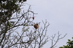 Pseudobombax munguba