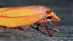 Wingia aurata