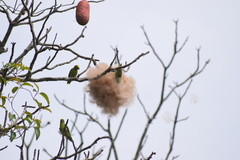 Brotogeris sanctithomae