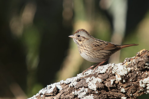 Lincoln's Sparrow, 4511 TX-71, Del Valle, TX 78617, USA, photo 10 of 10