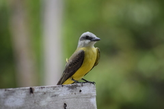 Tyrannus albogularis