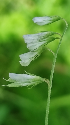 Image of Vicia pubescens by no rights reserved