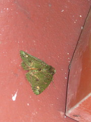 Dindica alaopis