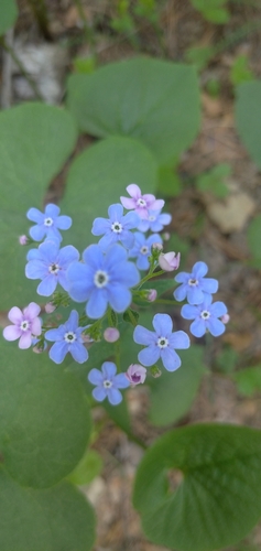Brunnera sibirica