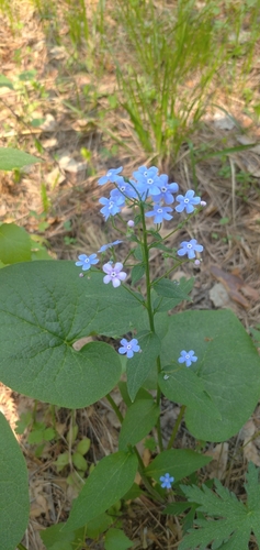 Brunnera sibirica