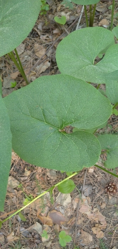 Brunnera sibirica