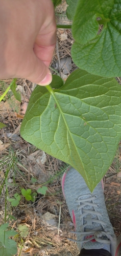 Brunnera sibirica