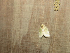 Stenoloba nigrabasalis