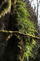 Polypodium glycyrrhiza