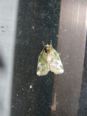 Stenoloba nigrabasalis