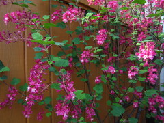 Ribes sanguineum