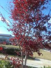 Acer palmatum