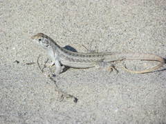 Leiocephalus raviceps