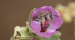 Diadasia chilensis