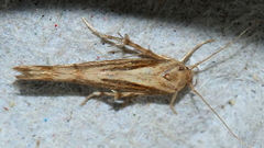 Stathmopoda cephalaea