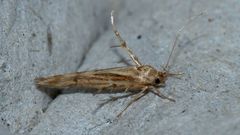 Stathmopoda cephalaea