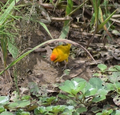 Sicalis columbiana